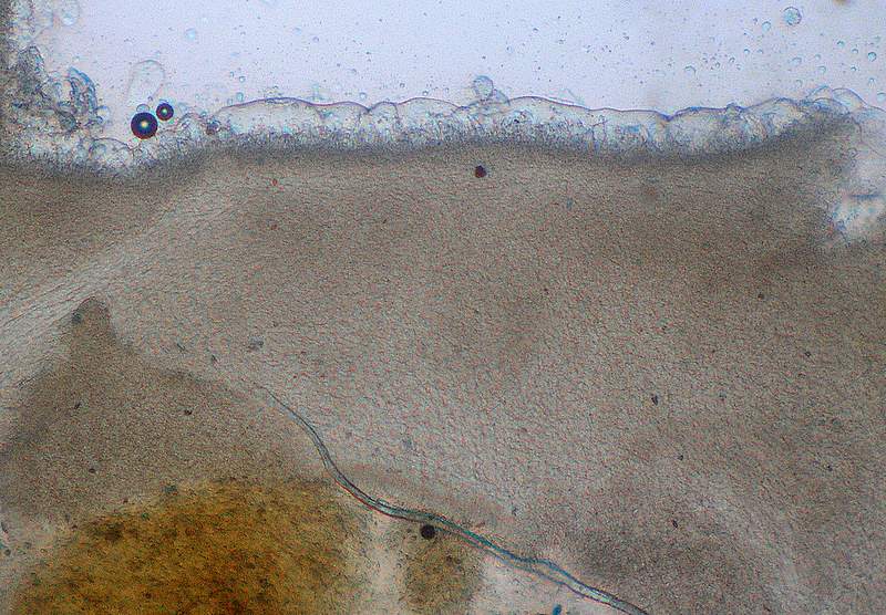 Panellus stipticus var. albidotomentosus  ?